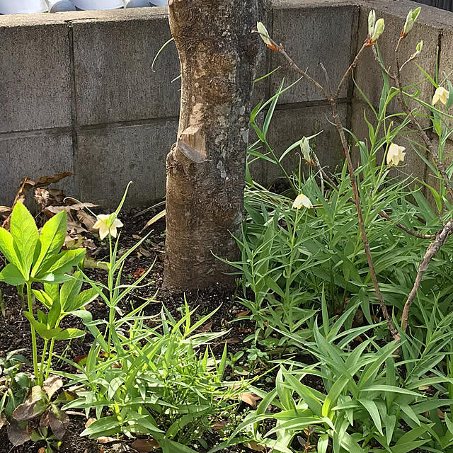 yukariさんの実例写真