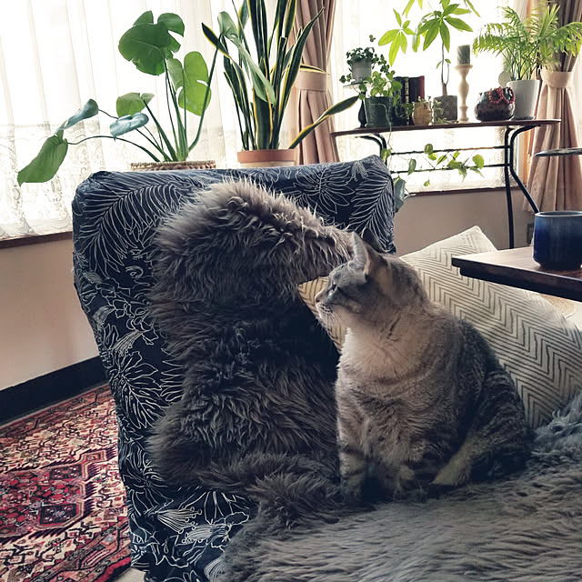 neoさんの実例写真