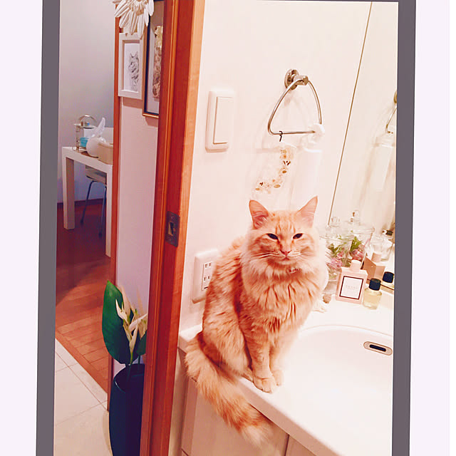 Ryokoさんの実例写真