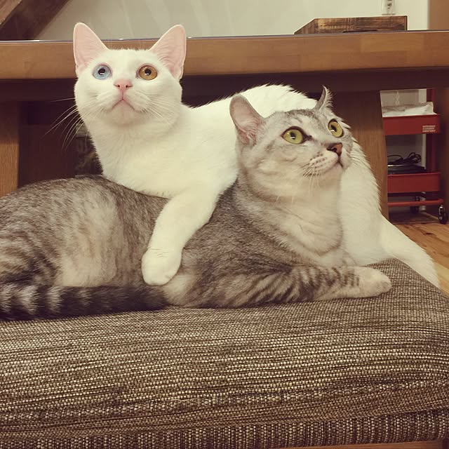 paipan720さんの実例写真