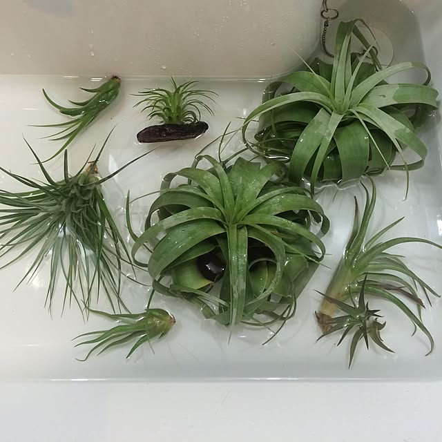 california1012さんの実例写真