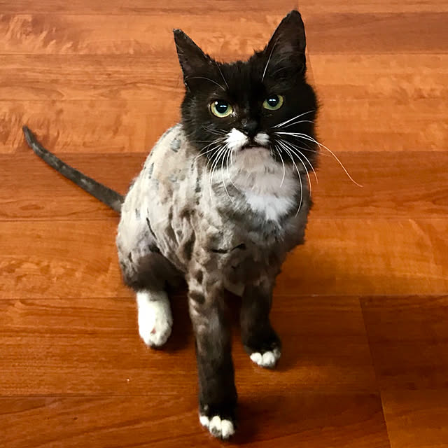 butachanさんの実例写真