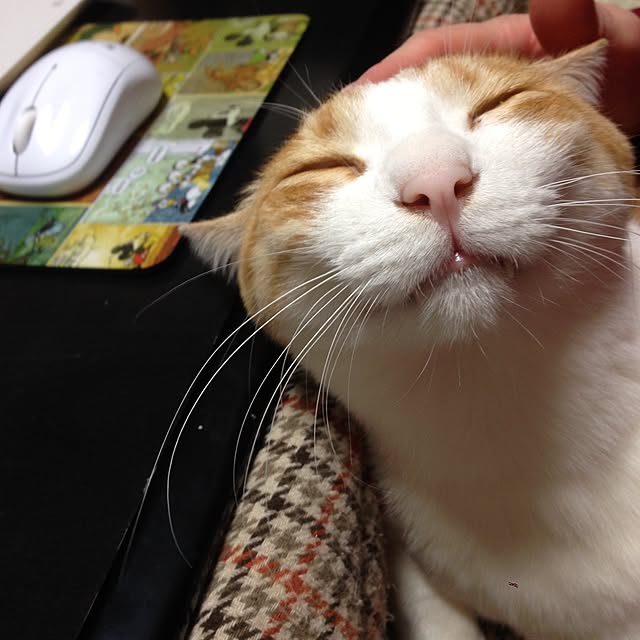 Kinanさんの実例写真