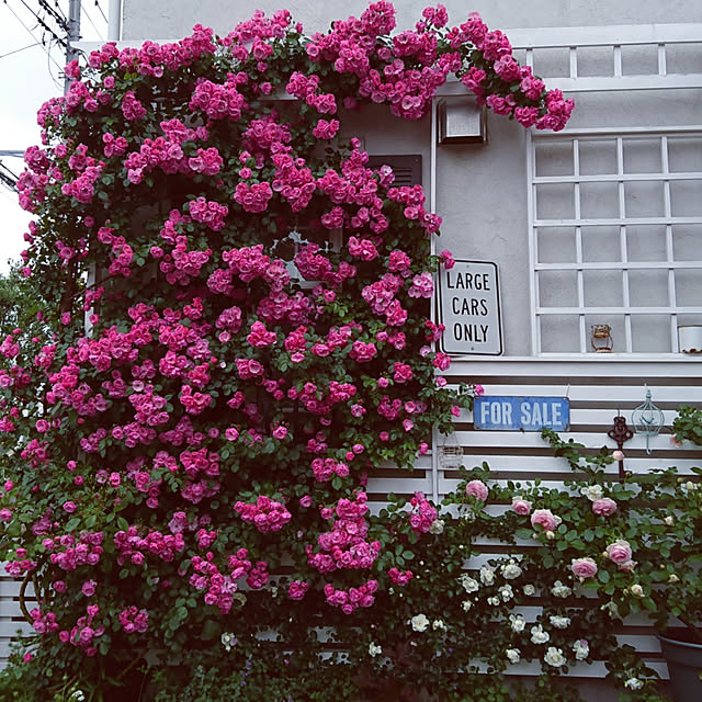 kiyosukeさんの実例写真