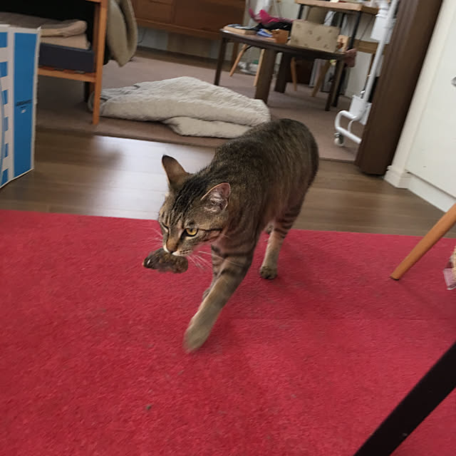 mikomaruさんの実例写真