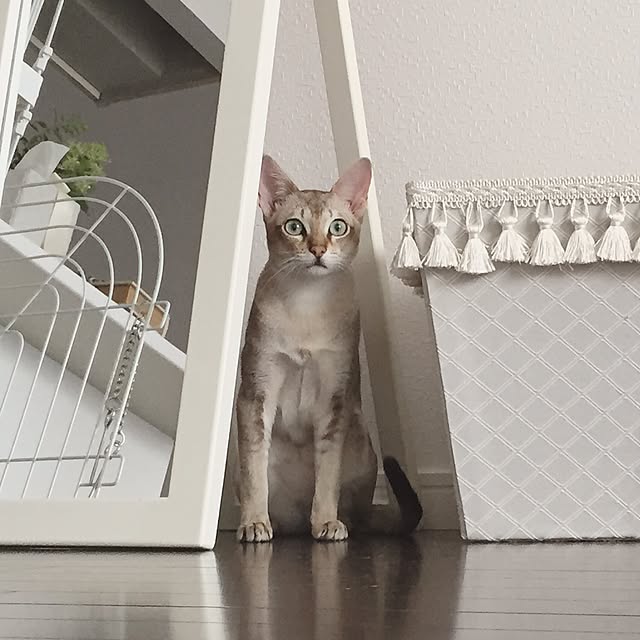 a-mkさんの実例写真