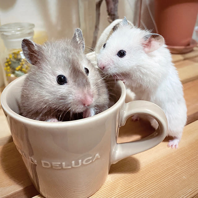 emiさんの実例写真