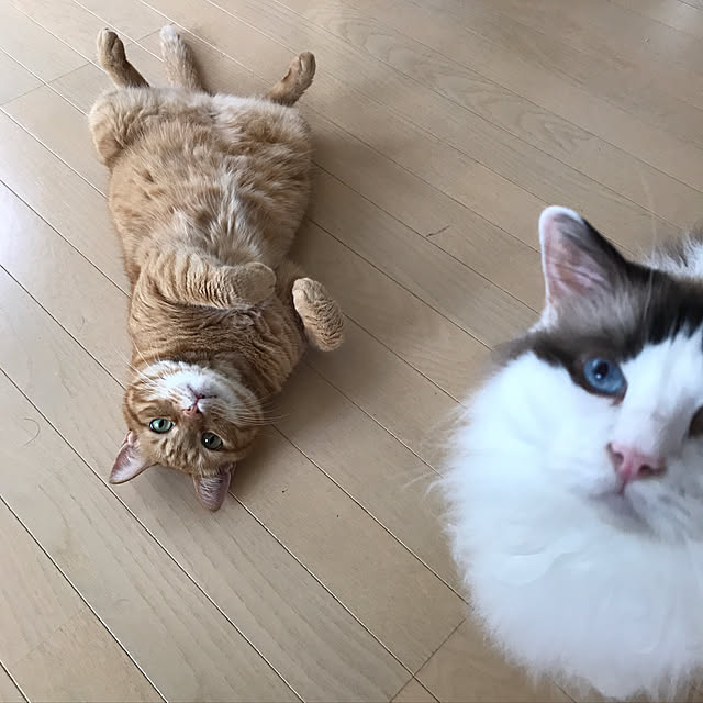 catさんの実例写真