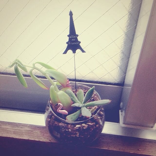 pikkuさんの実例写真