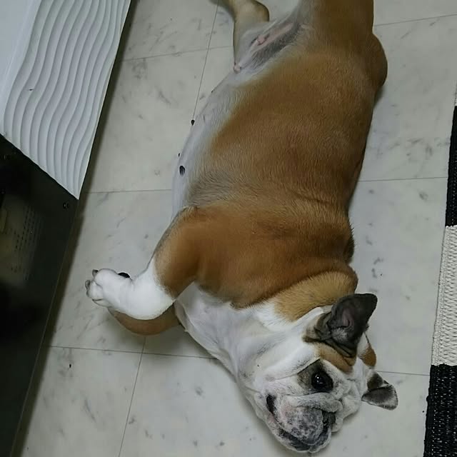 panchobiさんの実例写真