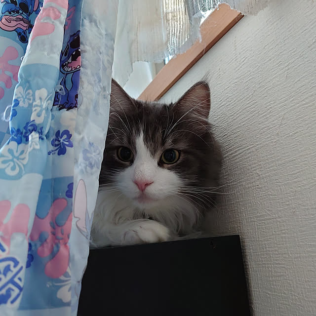 shinobuさんの実例写真