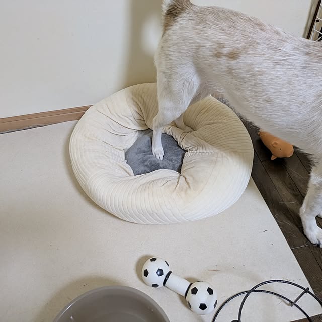 asaさんの実例写真