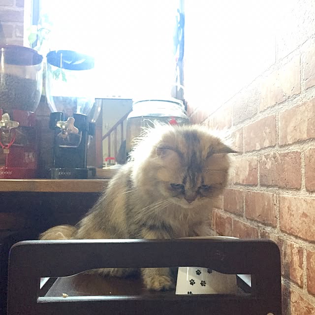 butachanさんの実例写真