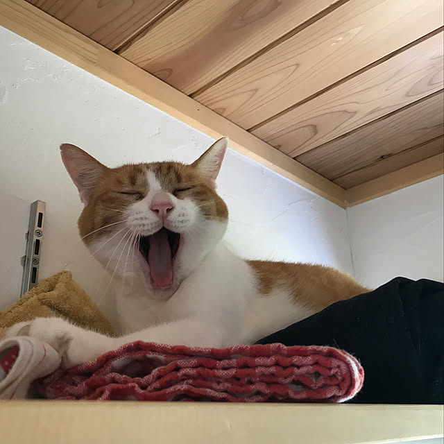 sakurasakuさんの実例写真