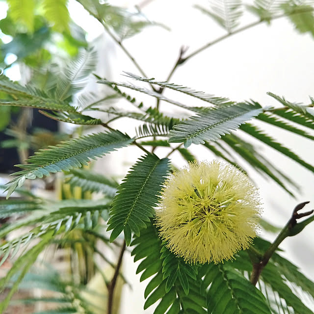 リビング/エバーフレッシュ/観葉植物/観葉植物のある暮らし/花のある暮らし...などのインテリア実例 - 2021-12-19 09:13:43