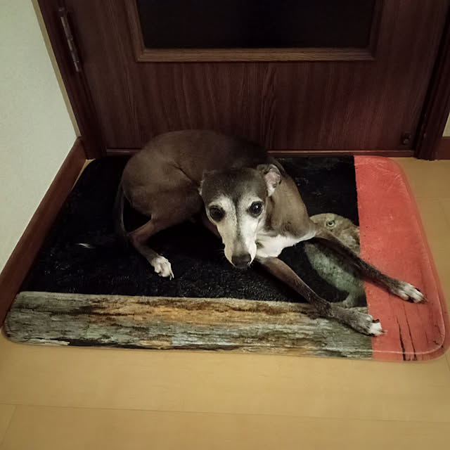 moruさんの実例写真