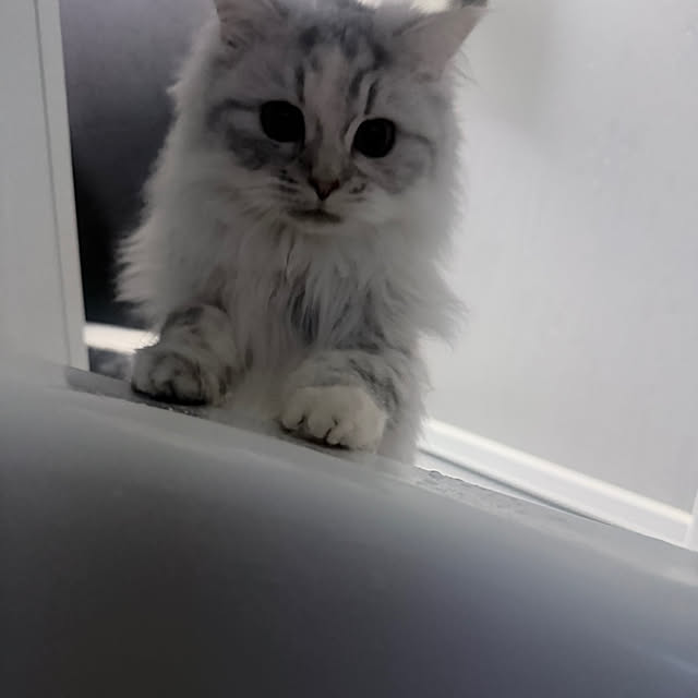 mya___kさんの実例写真