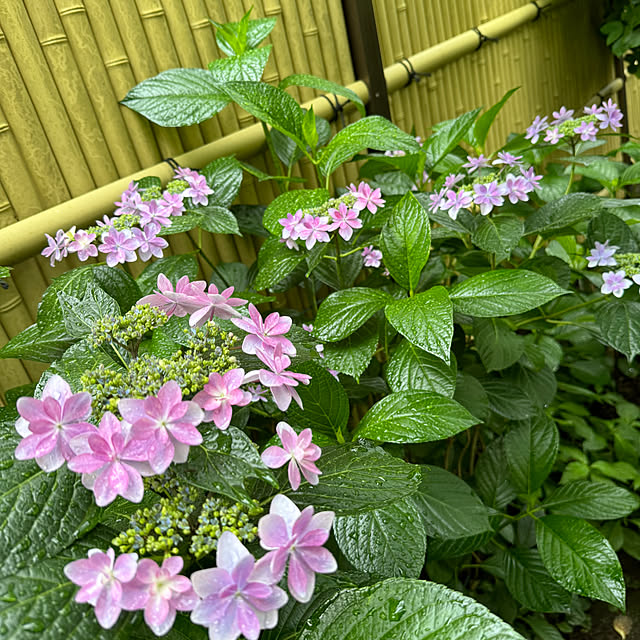 mamizaさんの部屋