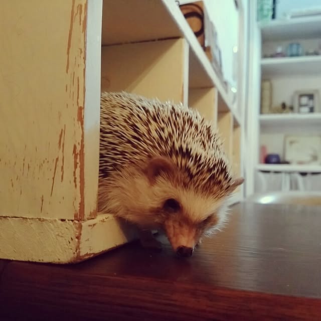 kuruさんの実例写真