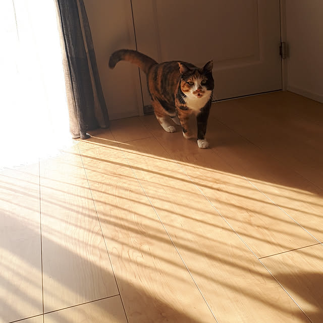 aiさんの実例写真