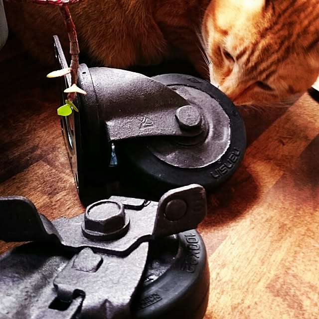 Akaneさんの実例写真
