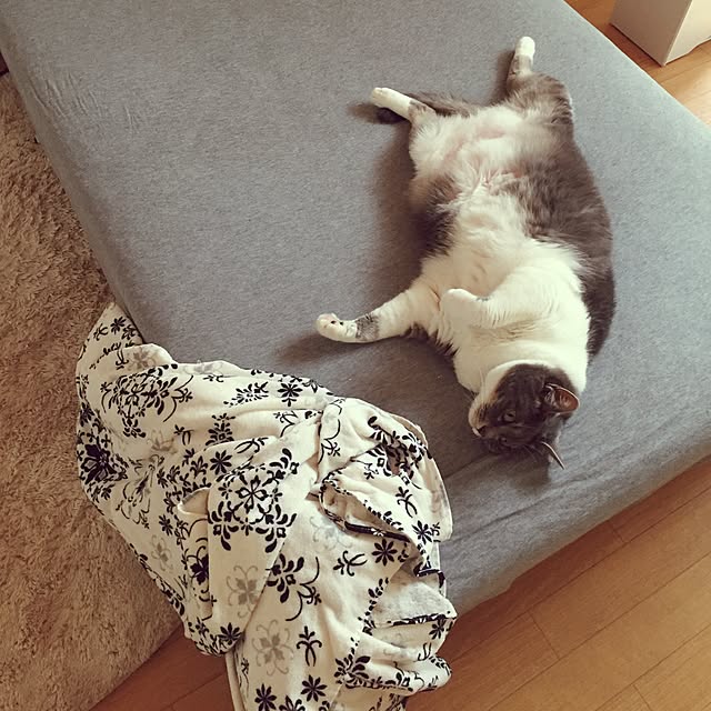 toufuさんの実例写真