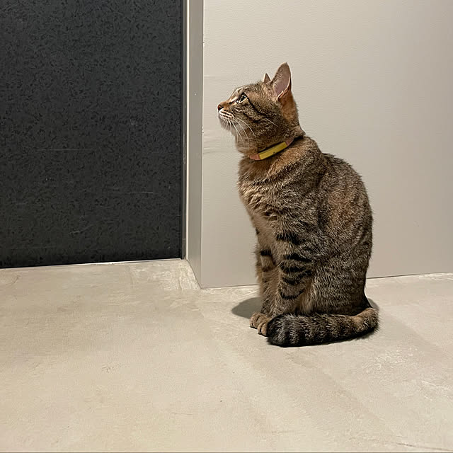 miumogさんの実例写真