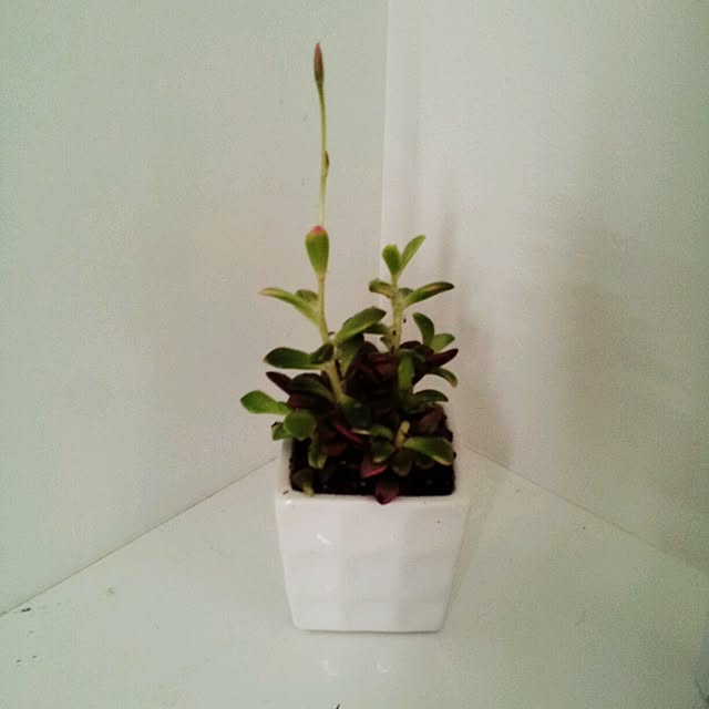 todaccoさんの実例写真