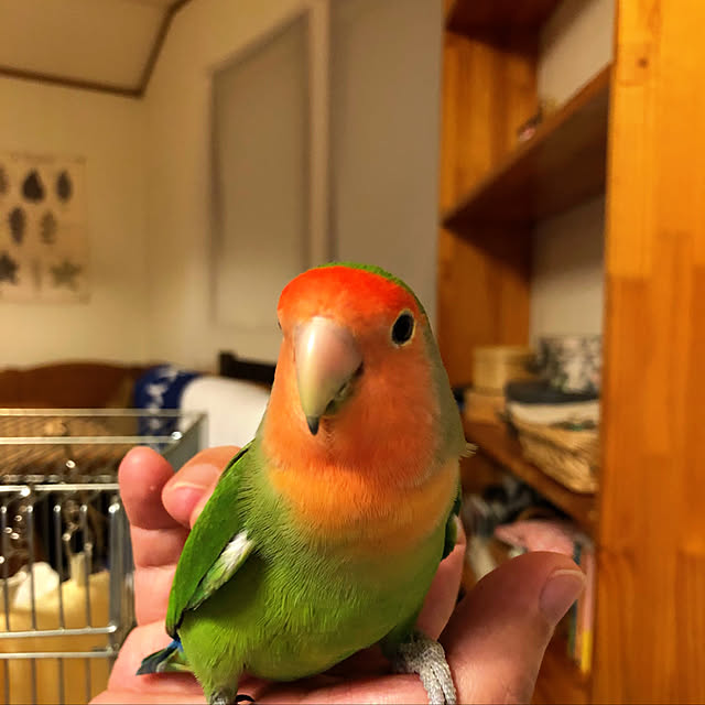 Rechanさんの実例写真
