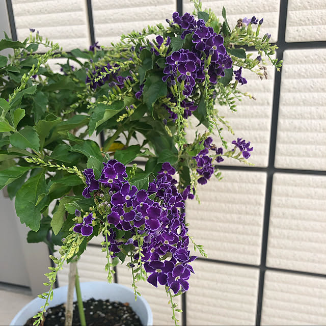 karinさんの実例写真