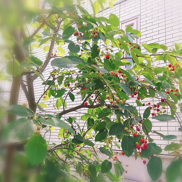 surviveさんの部屋