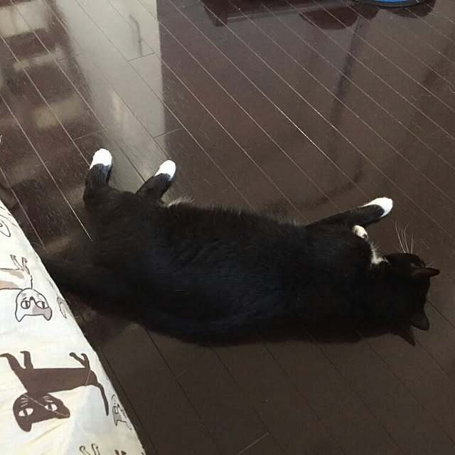 akuakuさんの実例写真