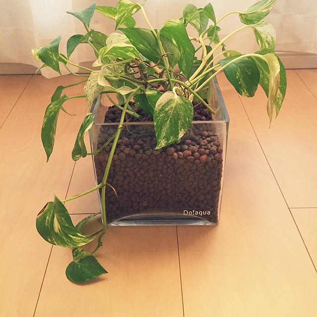 akoooさんの実例写真