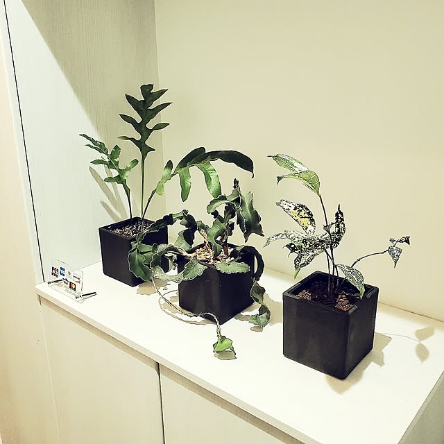 rimoleoさんの実例写真