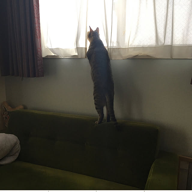 mikomaruさんの実例写真