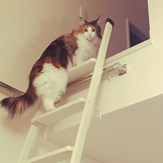 Tomokoさんの実例写真