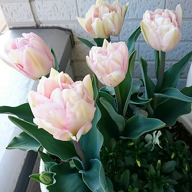 kikiunder_sdkkさんの実例写真