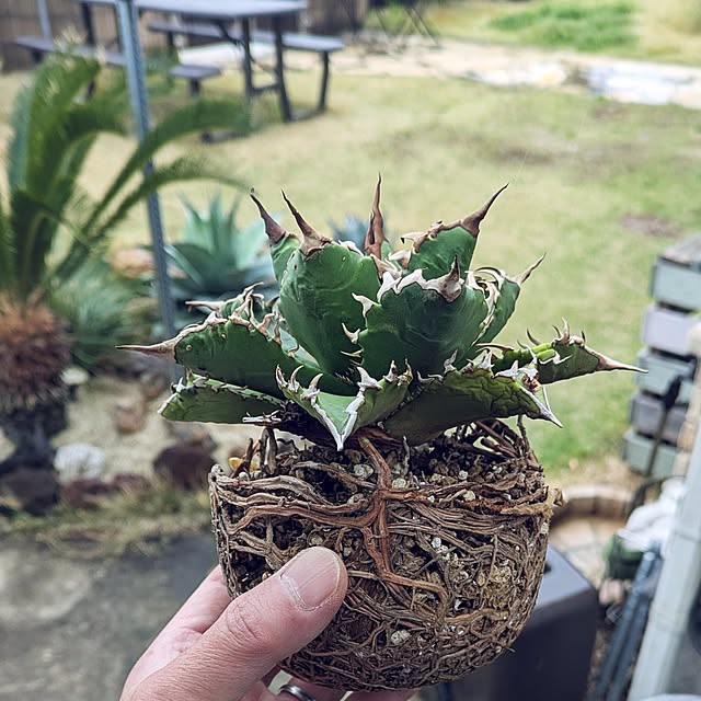 ot-gardenさんの部屋