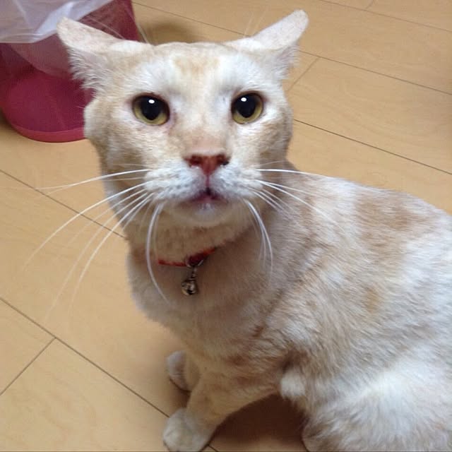Hecacoさんの実例写真