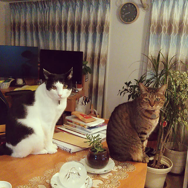 futukoさんの実例写真