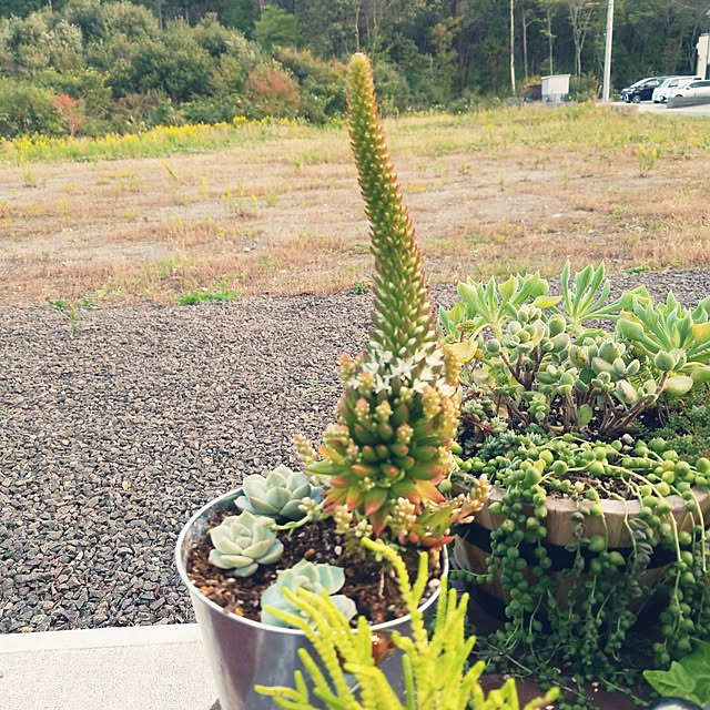 Daiさんの実例写真