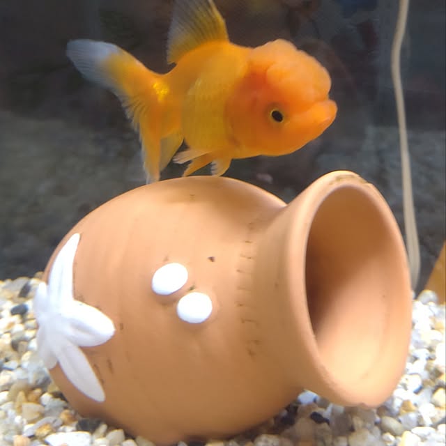 wanさんの部屋