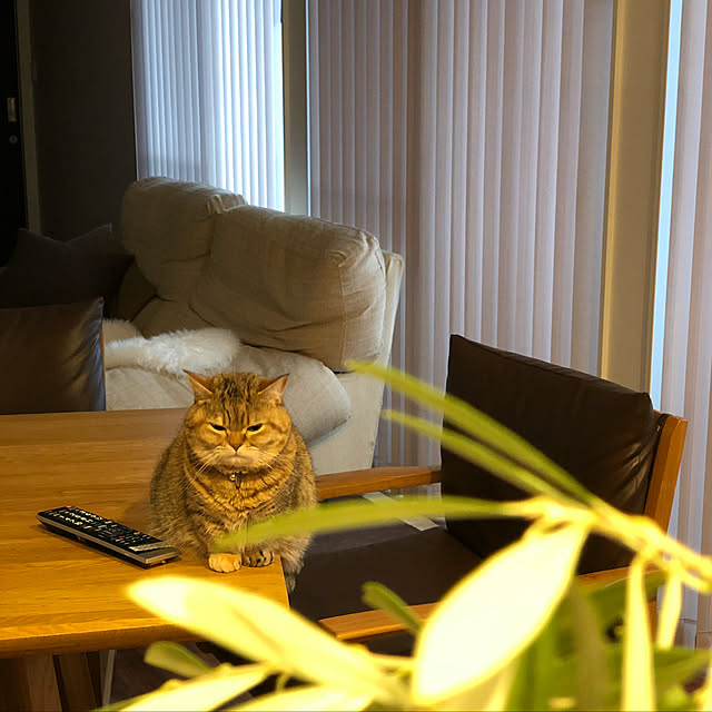 meloさんの実例写真