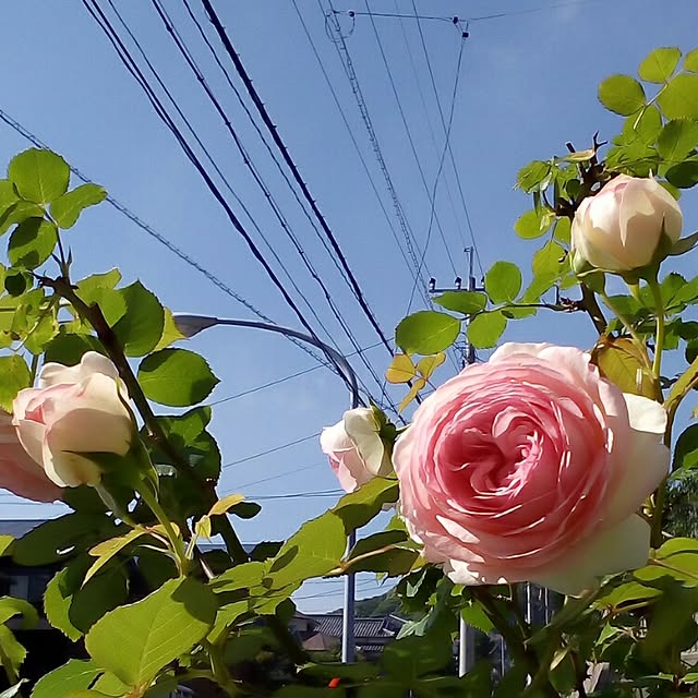 mariagardenさんの実例写真