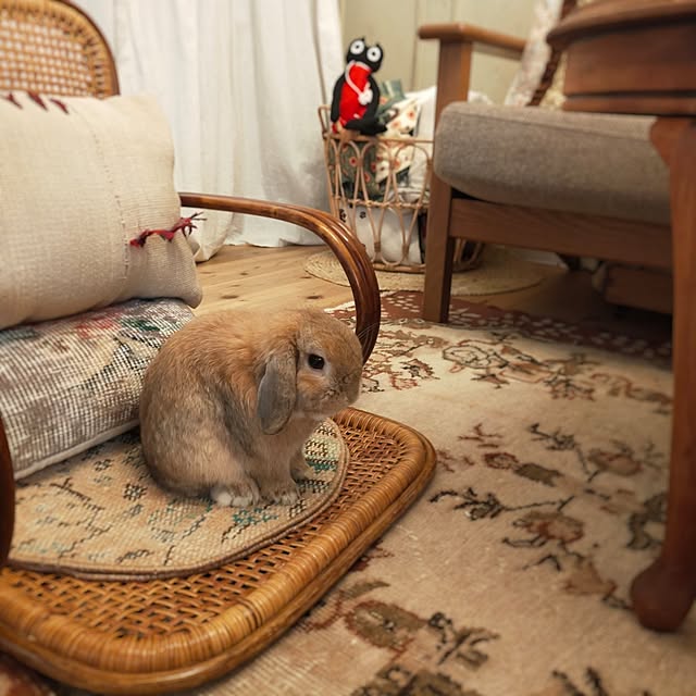 petitesplumesさんの部屋