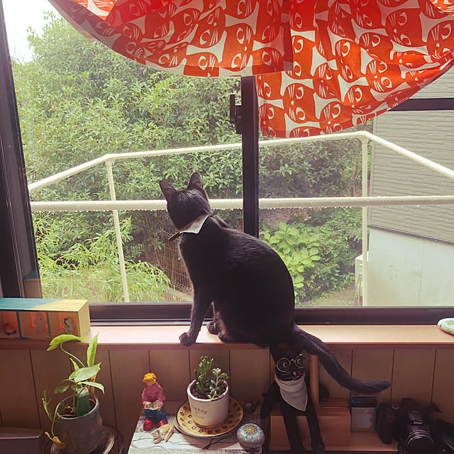 jijiさんの実例写真