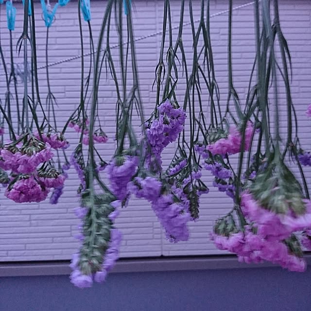 poniさんの実例写真