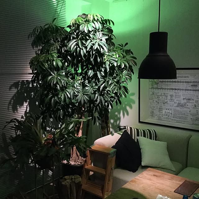 piyohopさんの実例写真