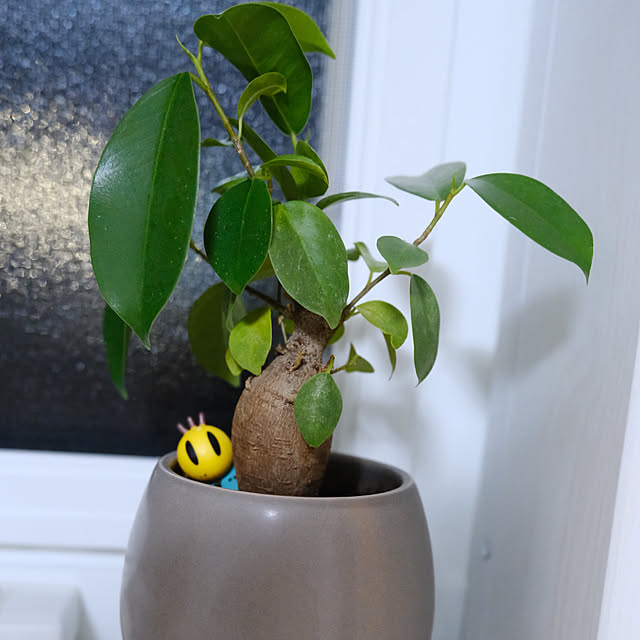 kerokeropiさんの実例写真