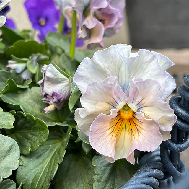 negichanさんの部屋